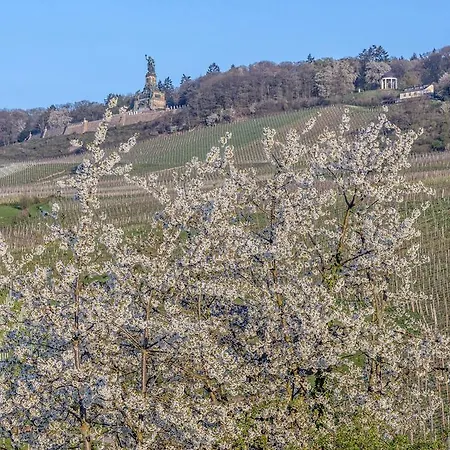 Rose 3* Rüdesheim am Rhein